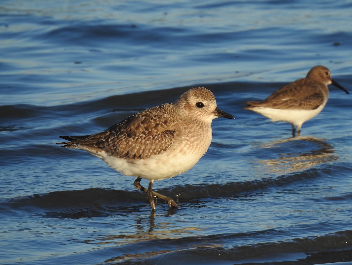 Black-bellied Plover - ML645927372