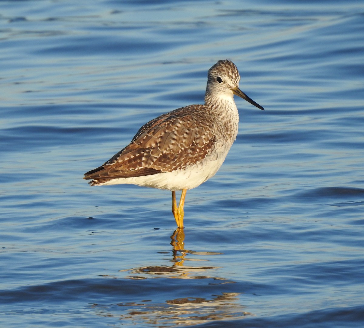 Greater Yellowlegs - ML645927373