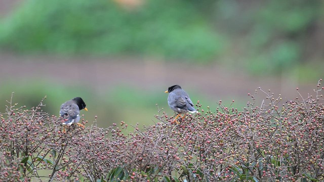 Майна джунглева - ML645927376