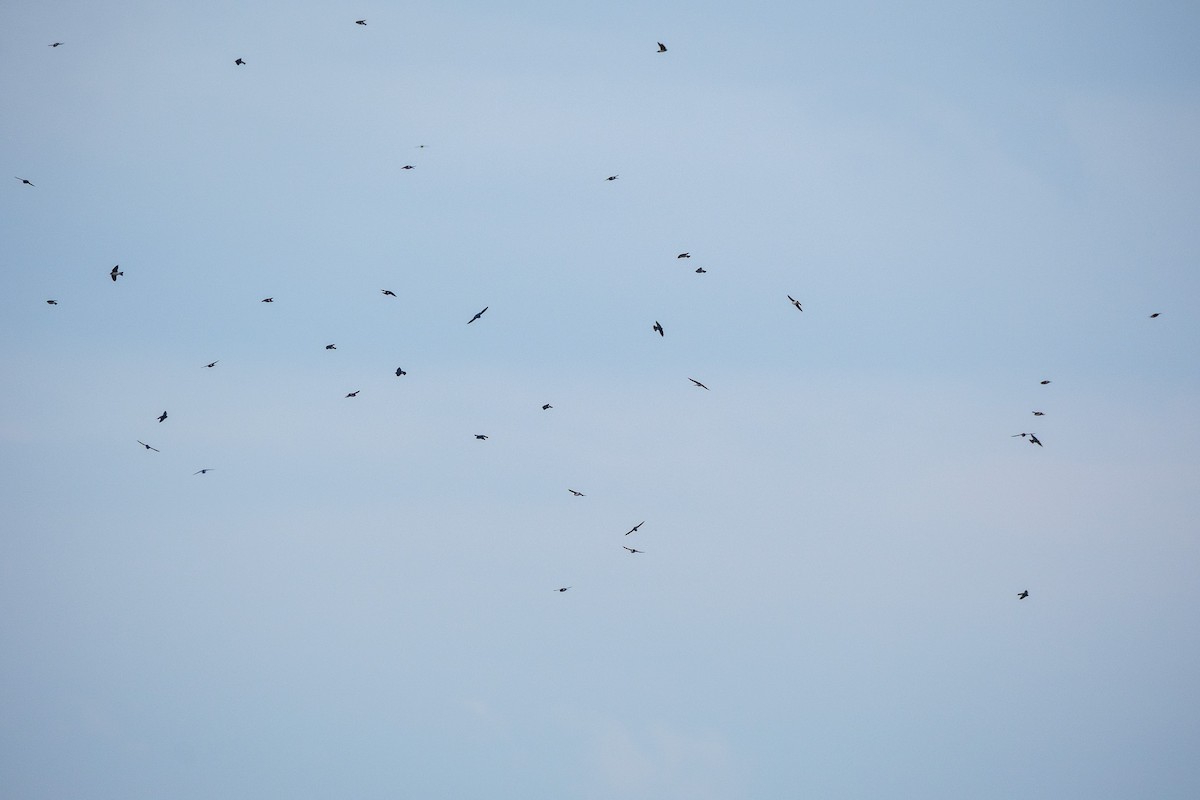 Tree Swallow - ML645927377