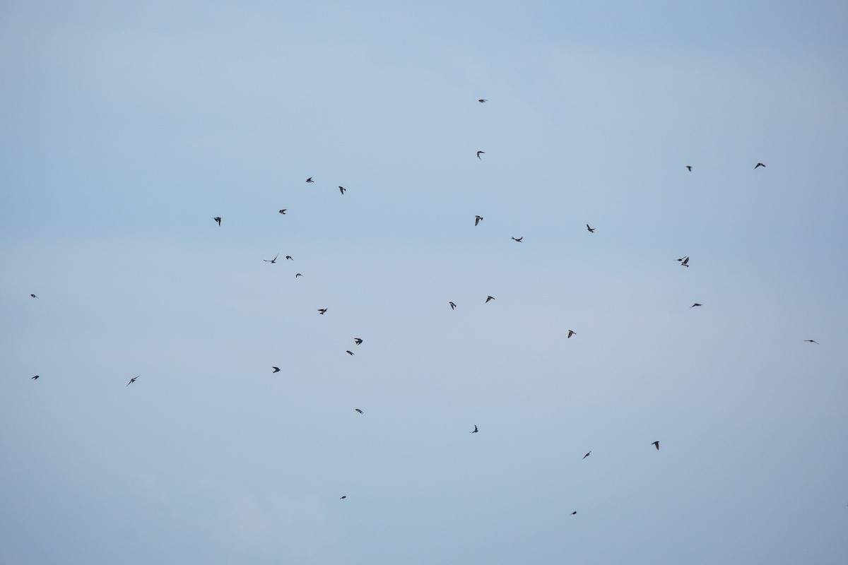 Tree Swallow - ML645927378