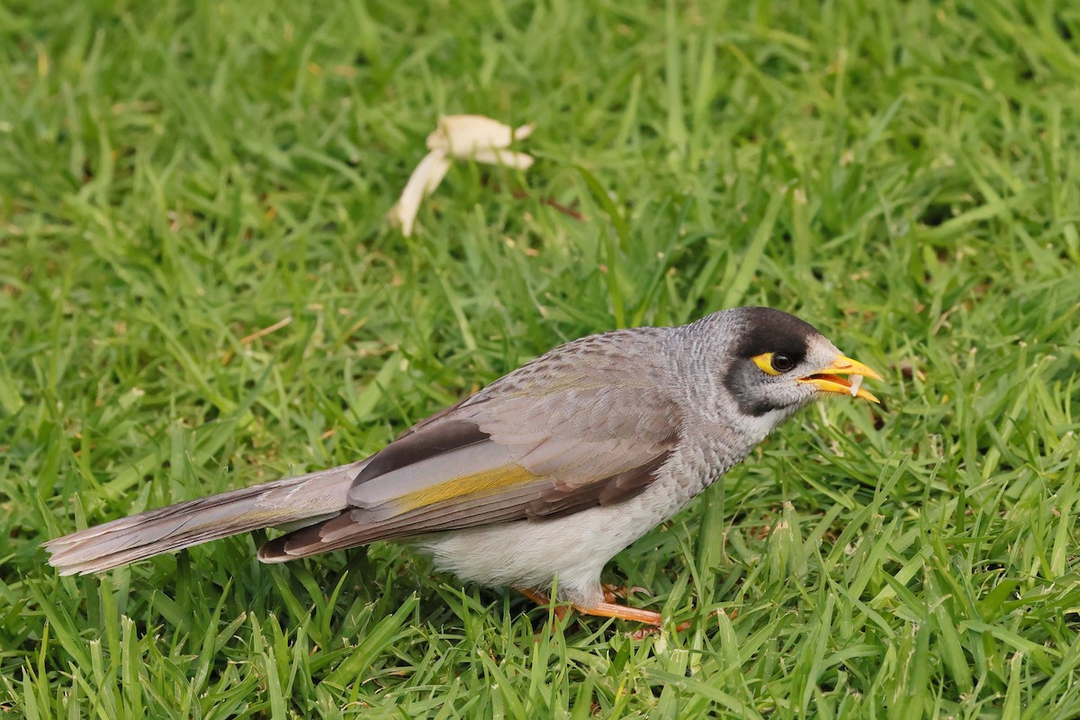 medosavka hlučná - ML645927379