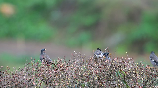 Майна джунглева - ML645927380