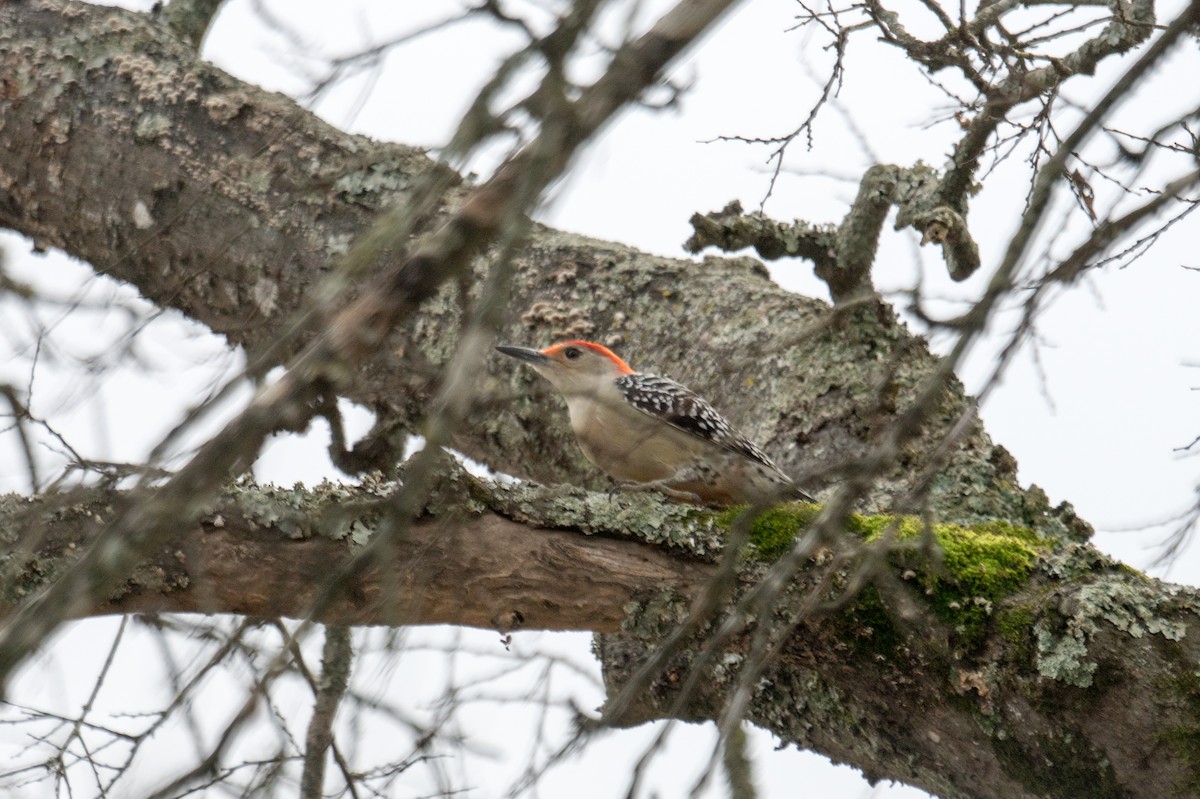 Carolinaspecht - ML645927383