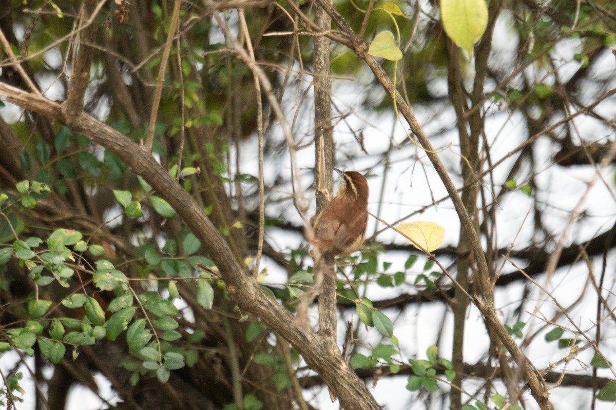 Carolina Wren - ML645927385