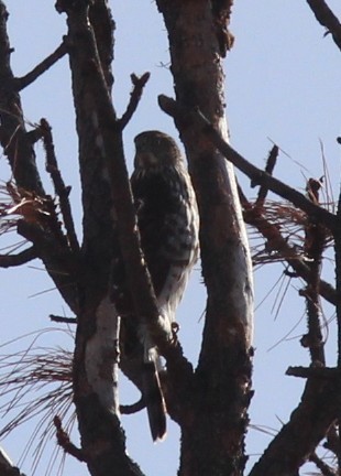 Cooper's Hawk - ML645927388