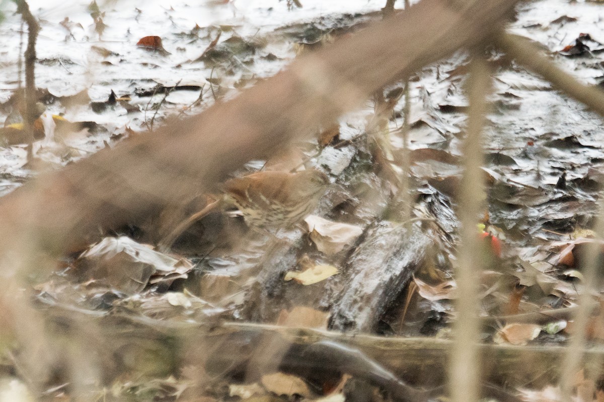 דשוש חום - ML645927389