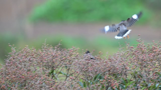 Майна джунглева - ML645927394