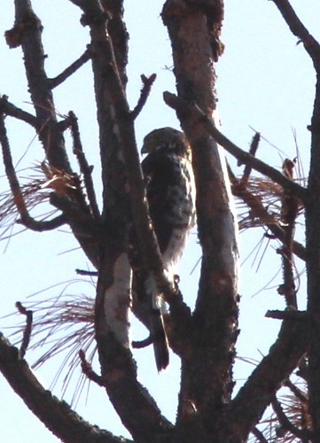 Cooper's Hawk - ML645927398