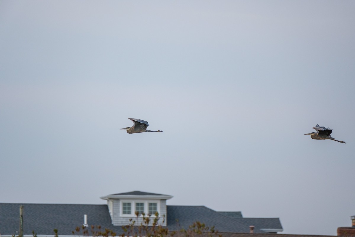 Great Blue Heron - ML645927399