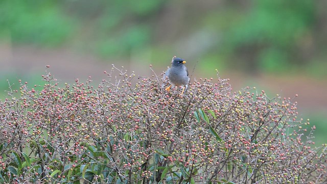 Майна джунглева - ML645927400