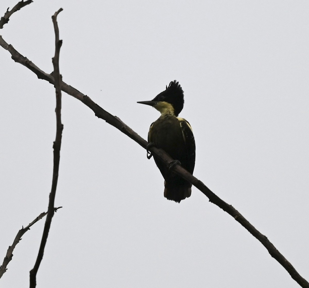 Heart-spotted Woodpecker - ML645927401