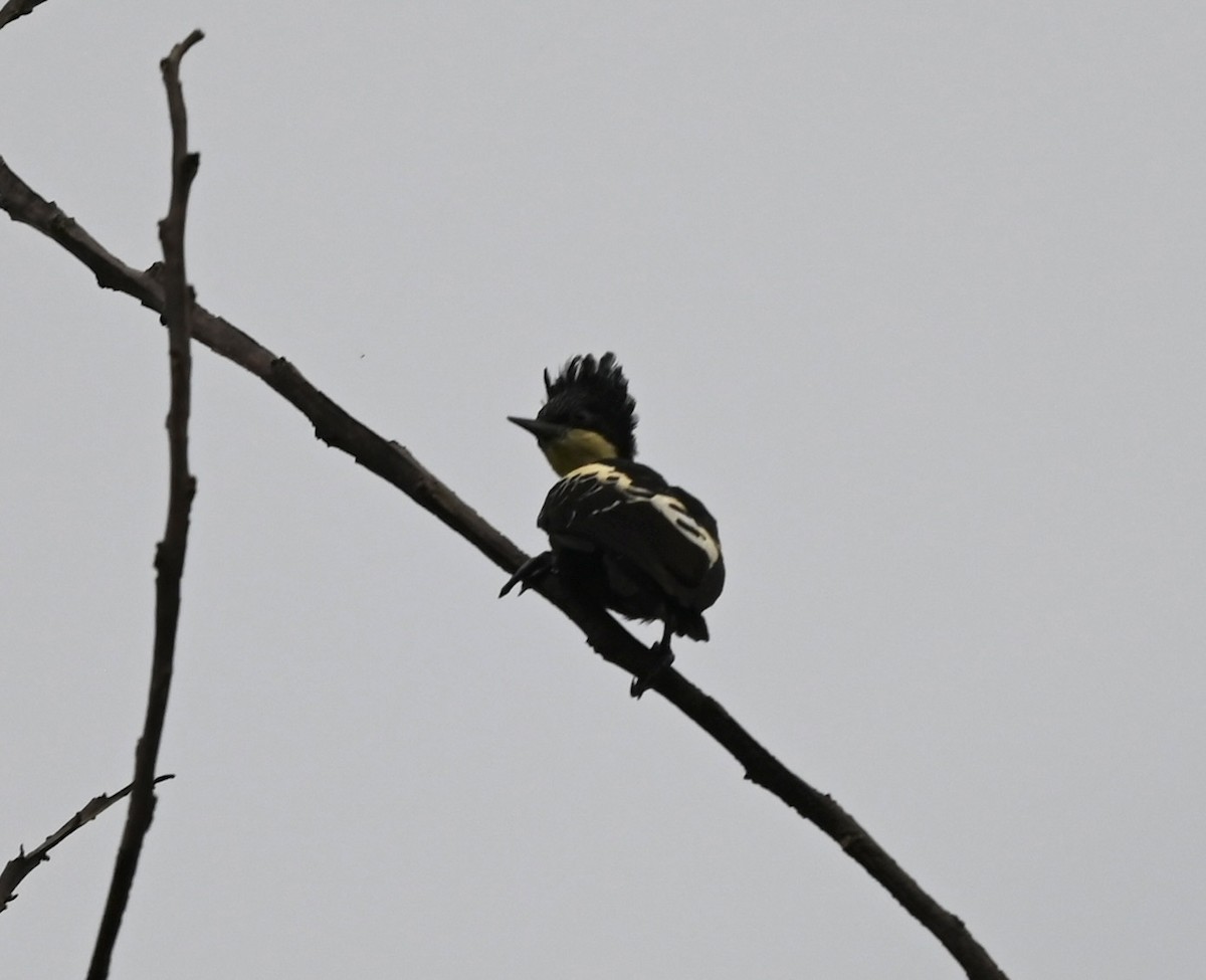 Heart-spotted Woodpecker - ML645927402