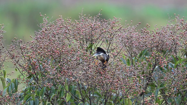 Майна джунглева - ML645927405