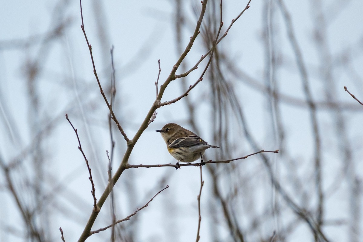 Yellow-rumped Warbler - ML645927406