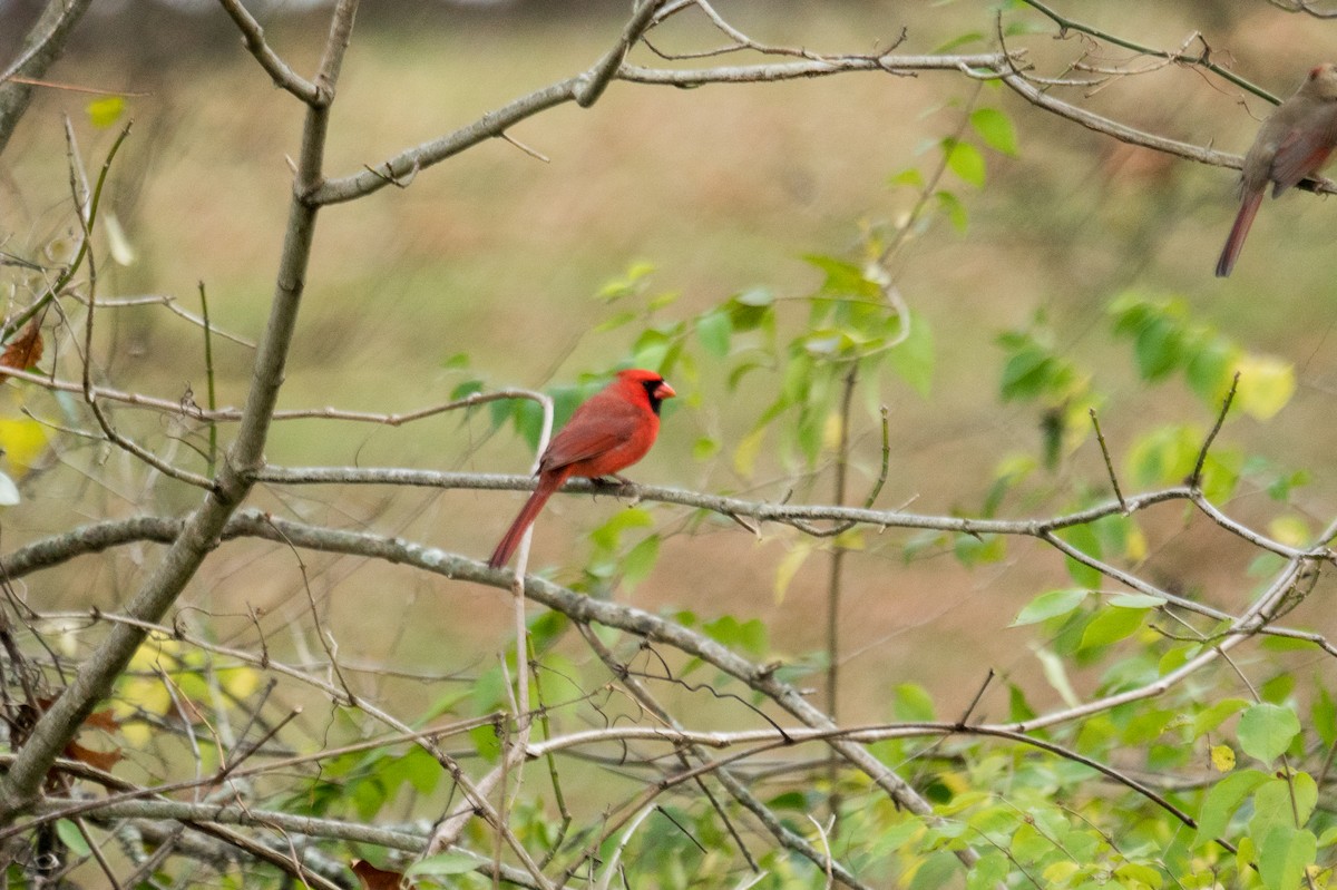 Cardinal rouge - ML645927407