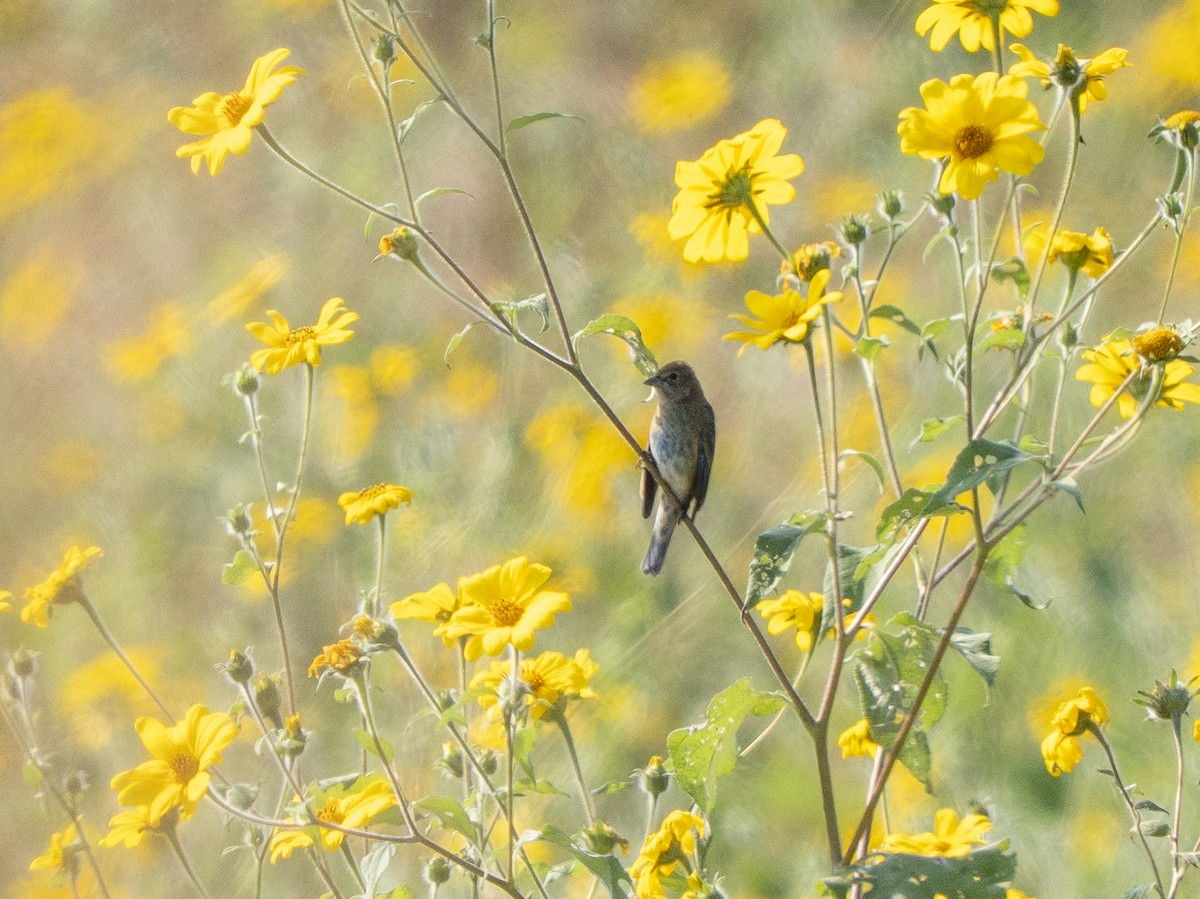 Indigo Bunting - ML645927414