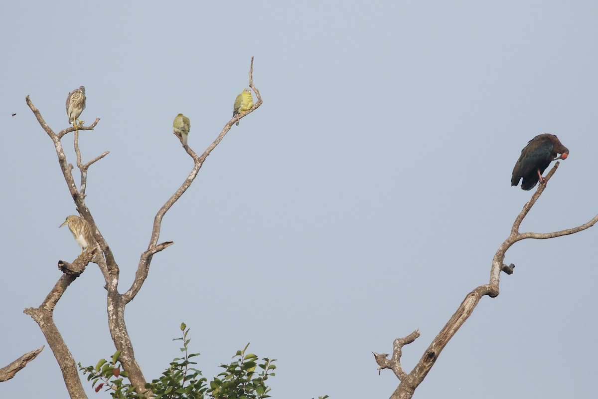 Red-naped Ibis - ML645927420