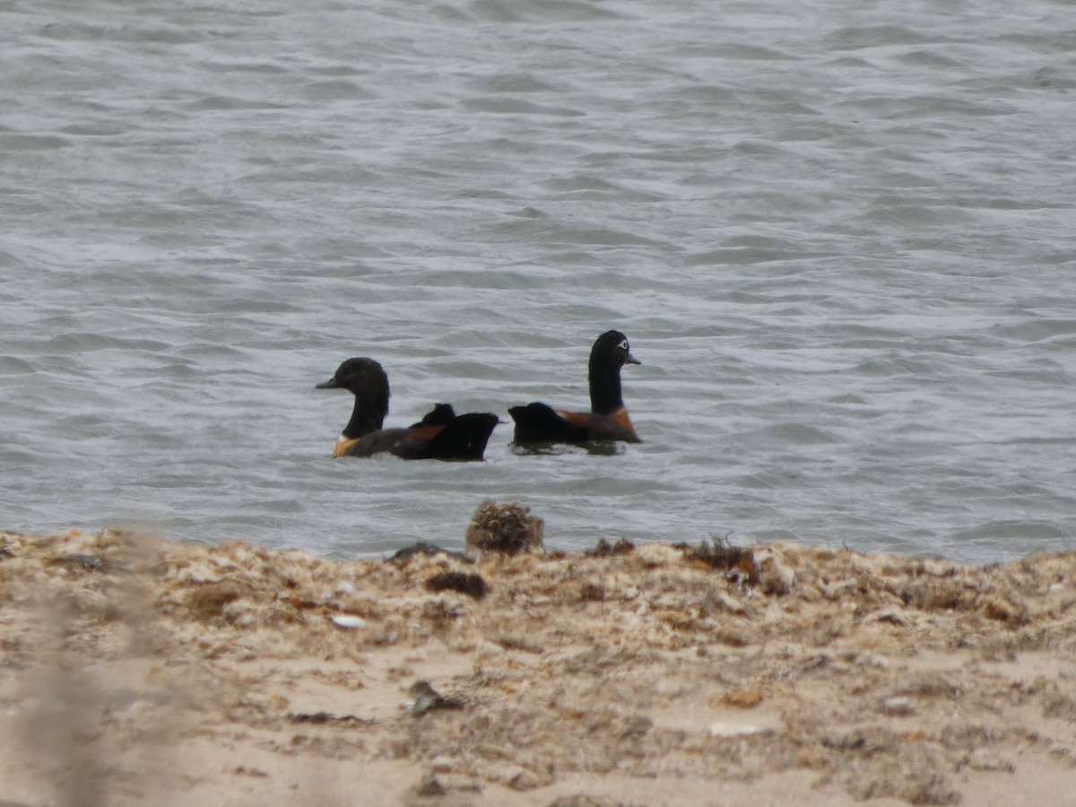 Australian Shelduck - ML645927442