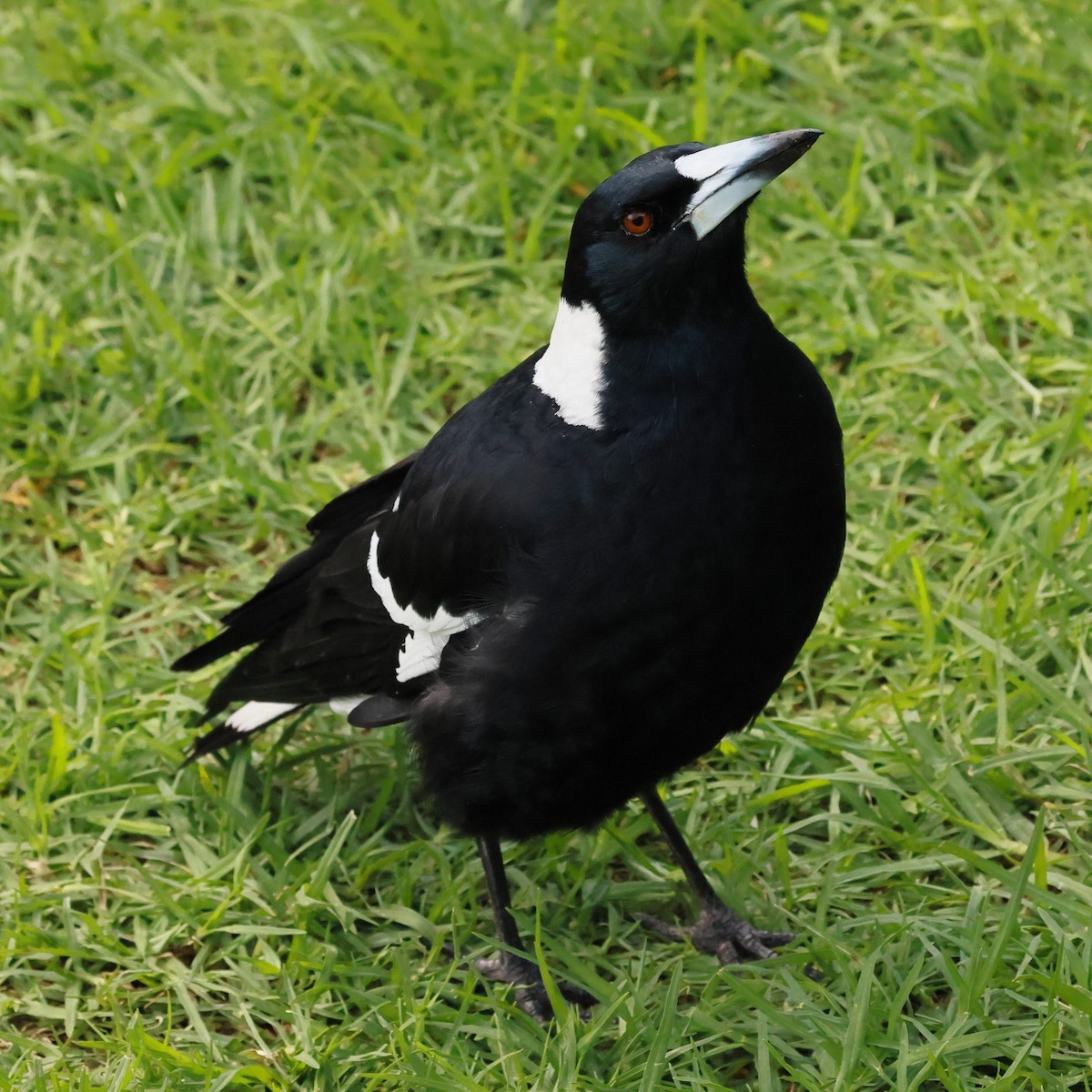 flétňák australský - ML645927449