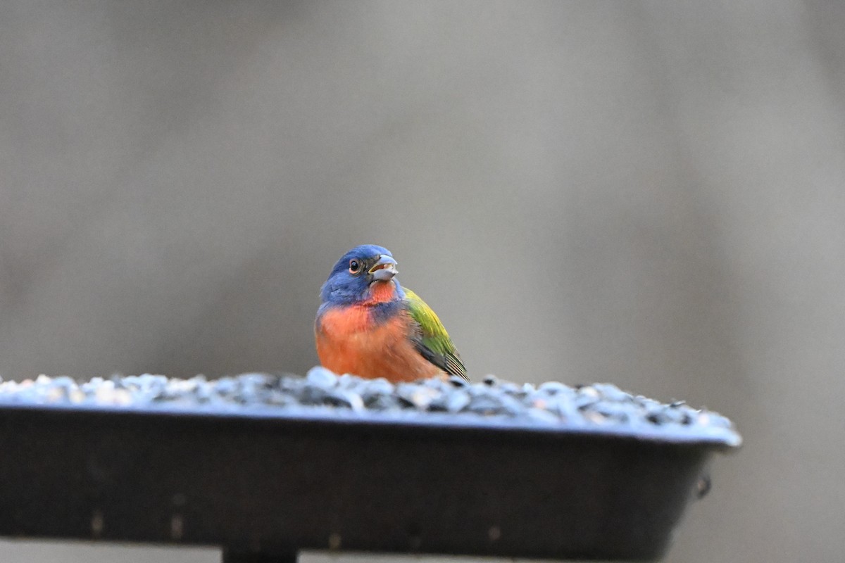 Painted Bunting - ML645927467