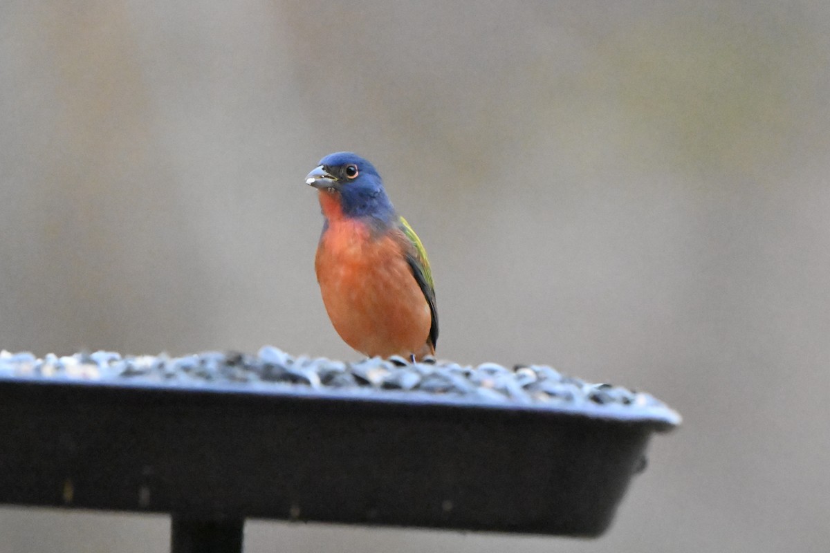 Painted Bunting - ML645927468