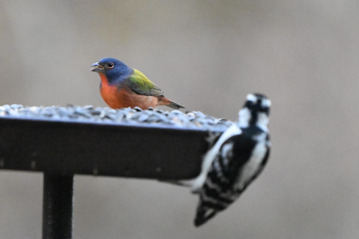 Painted Bunting - ML645927469