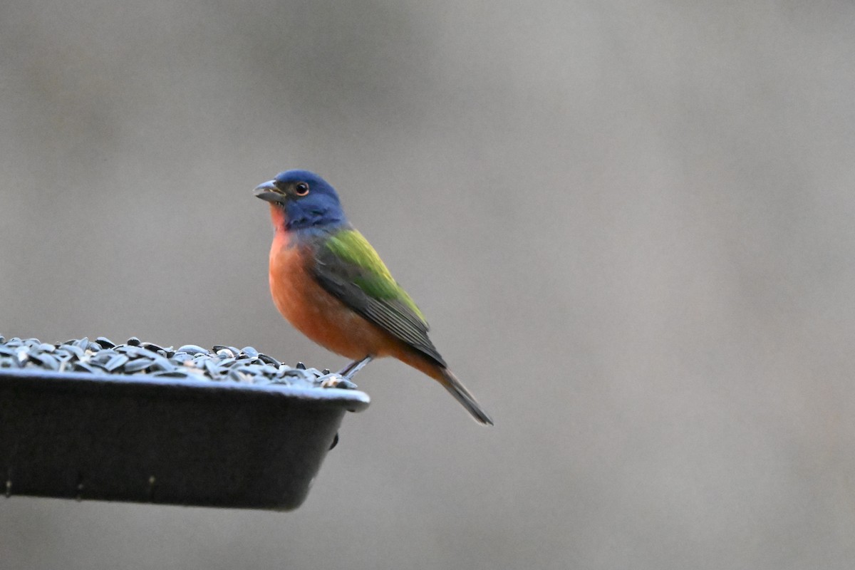 Painted Bunting - ML645927470