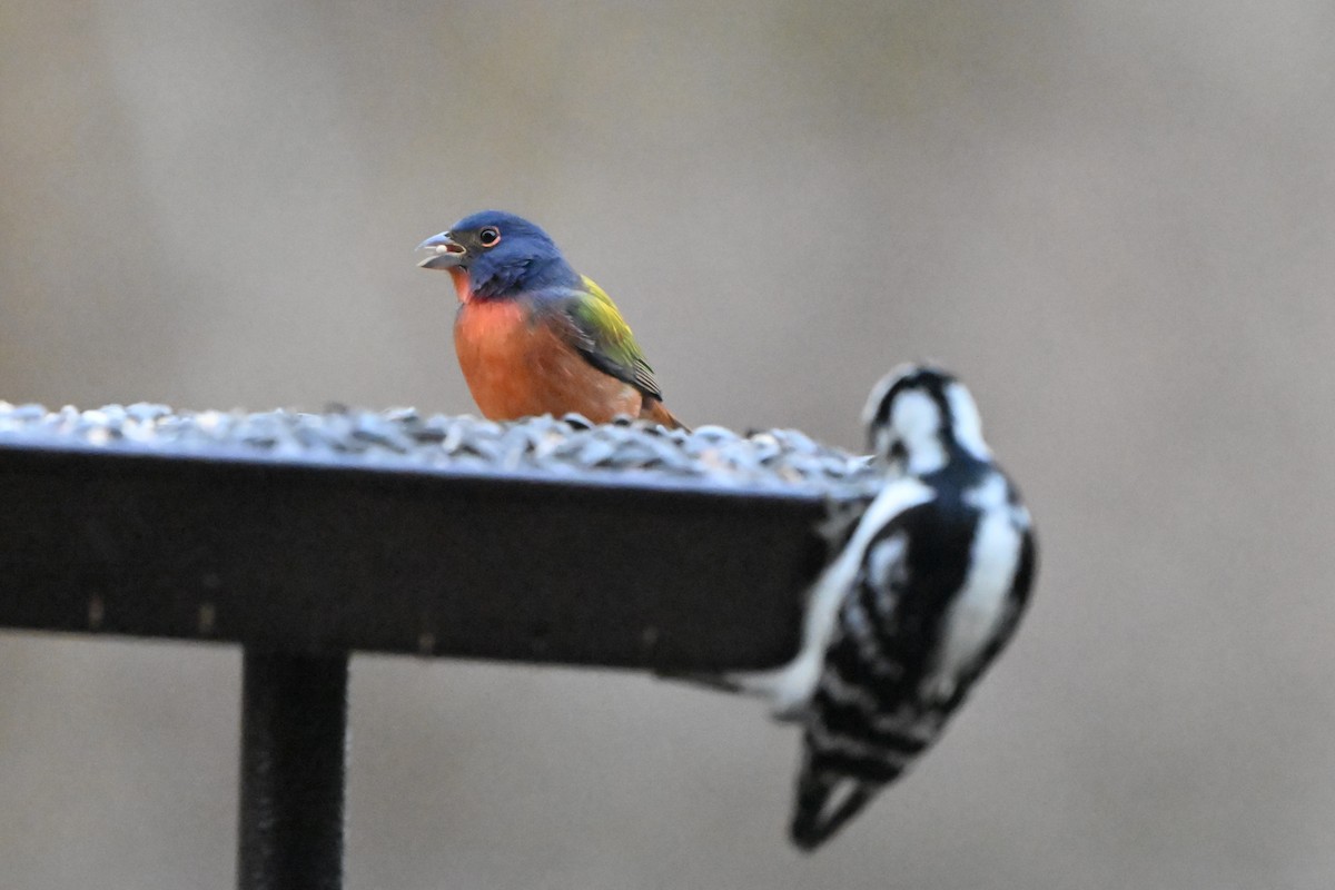 Painted Bunting - ML645927471