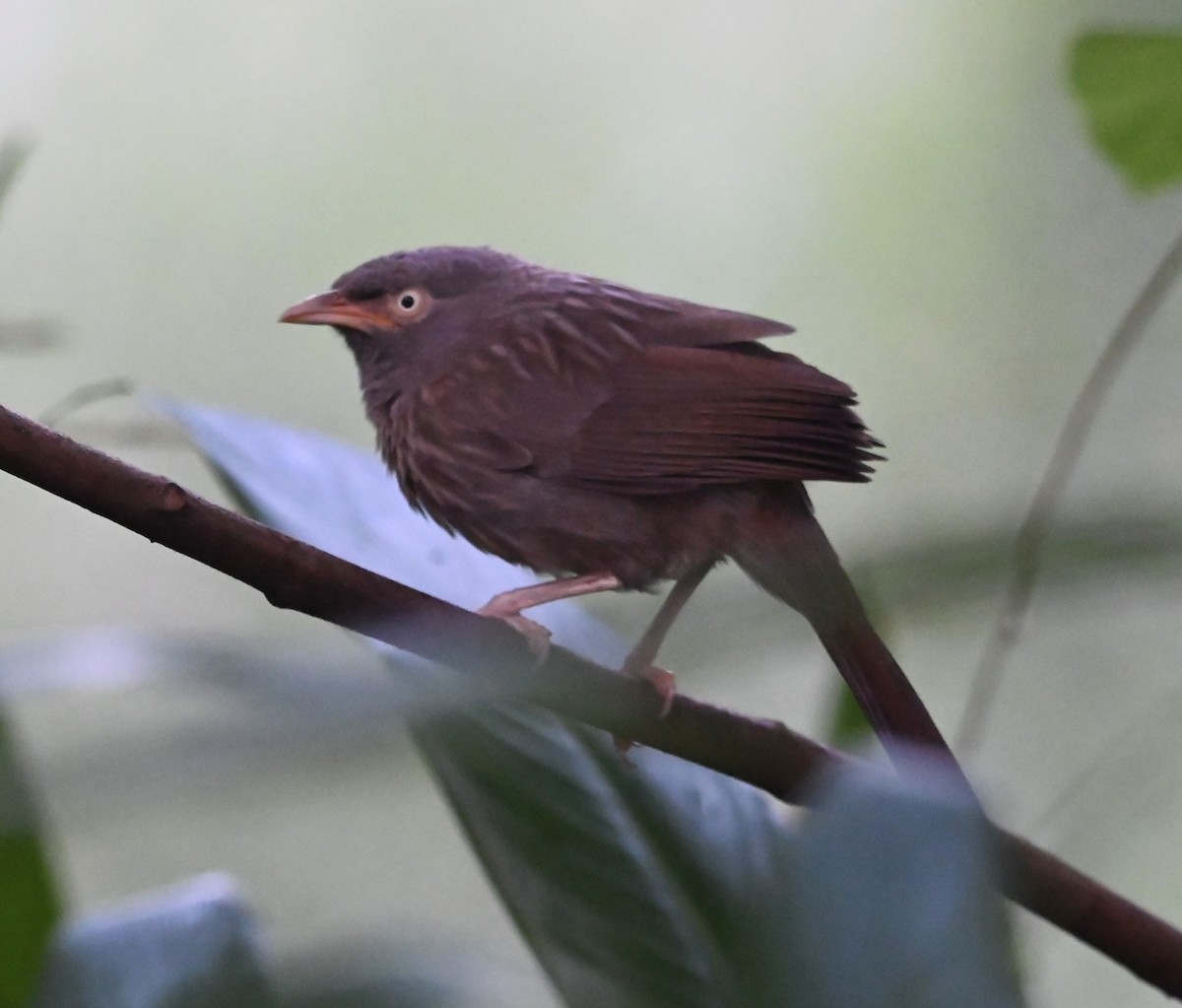 Jungle Babbler - ML645927472