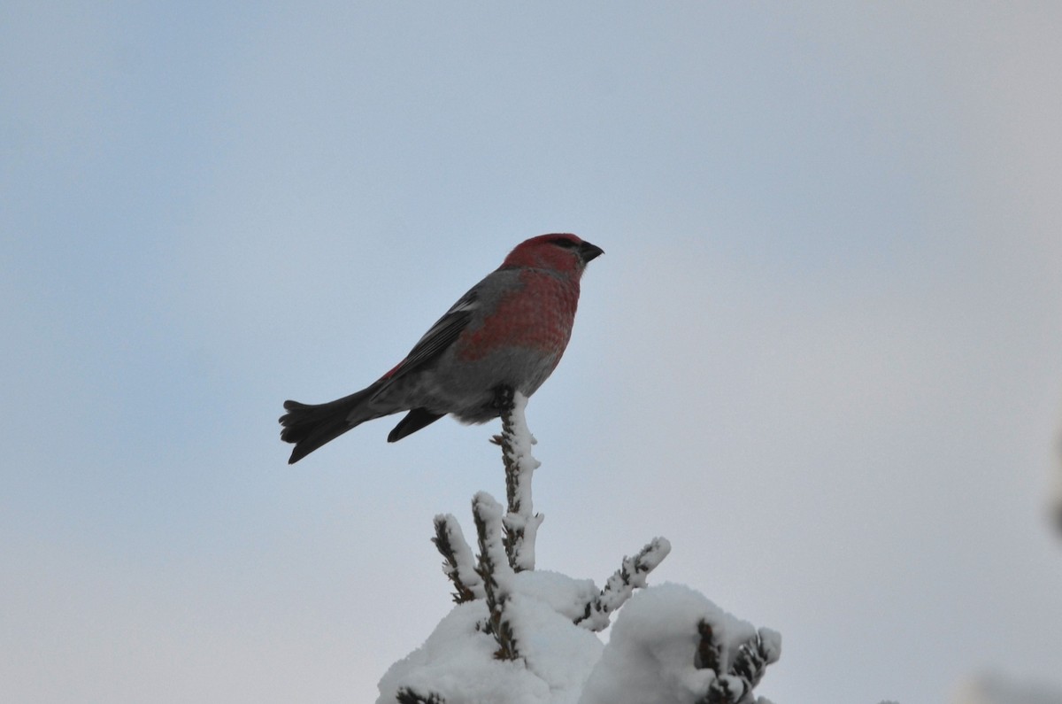 ギンザンマシコ - ML645927474