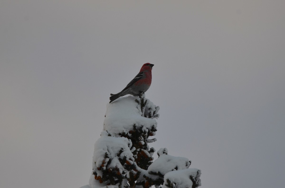 ギンザンマシコ - ML645927476