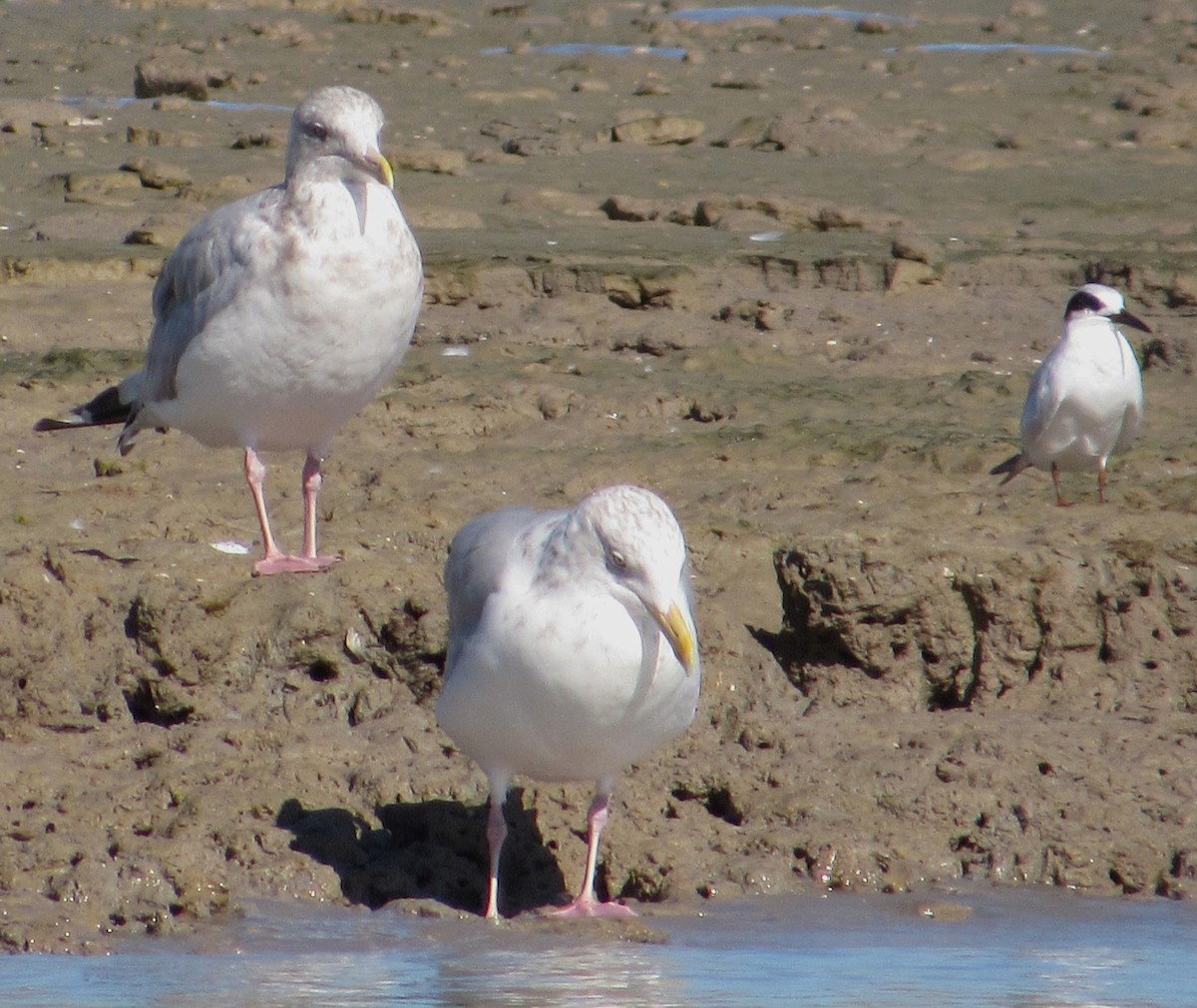 メリケンアジサシ - ML645927477