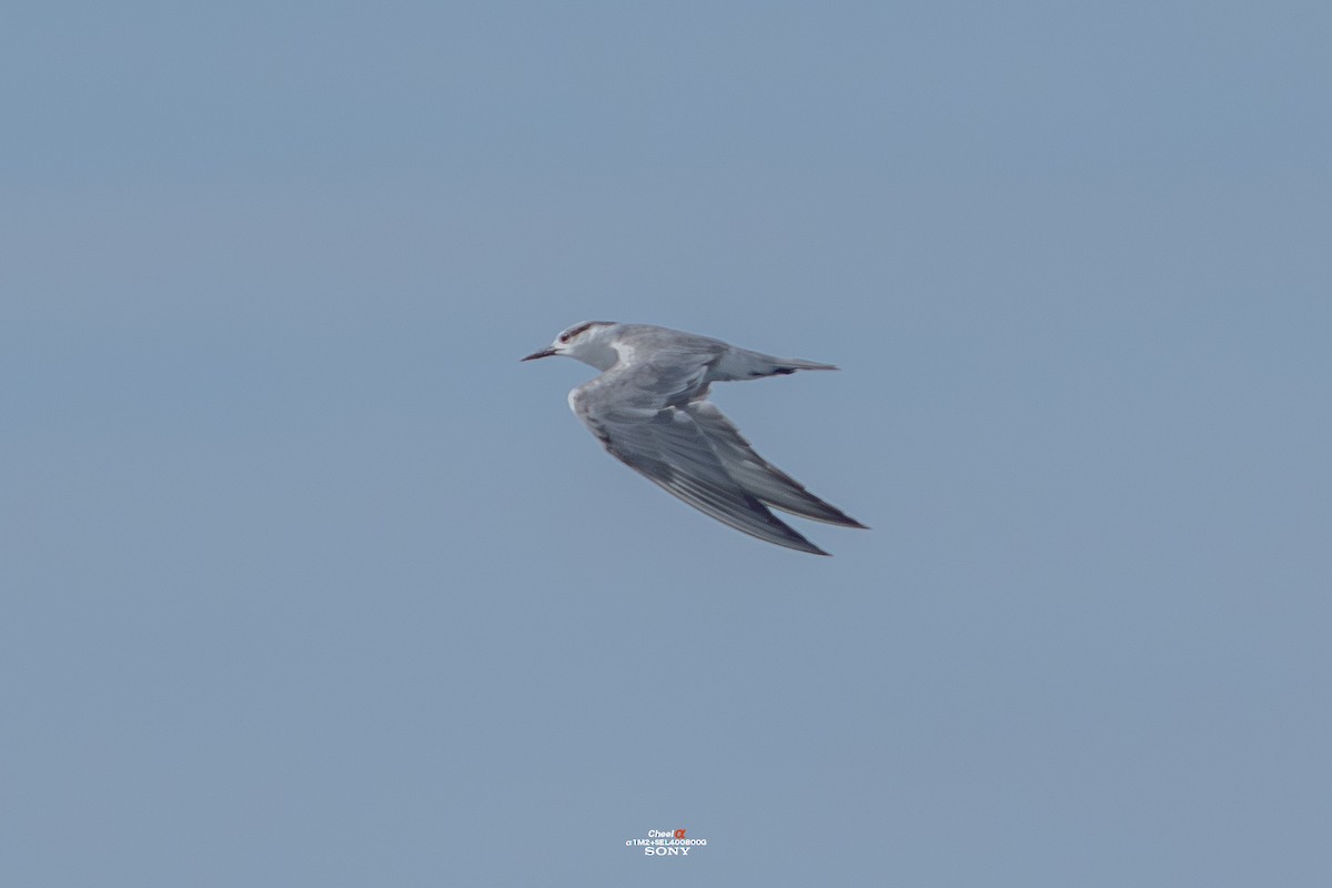 hvitkinnsvartterne - ML645927478