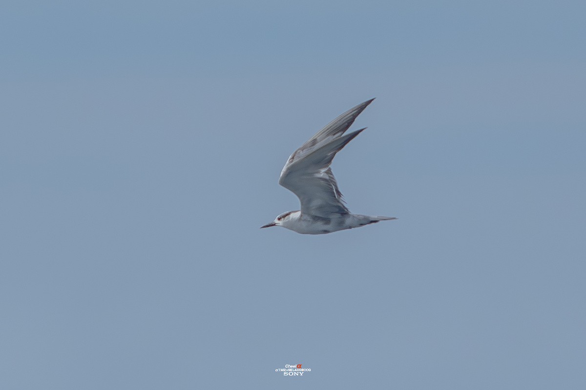 hvitkinnsvartterne - ML645927479