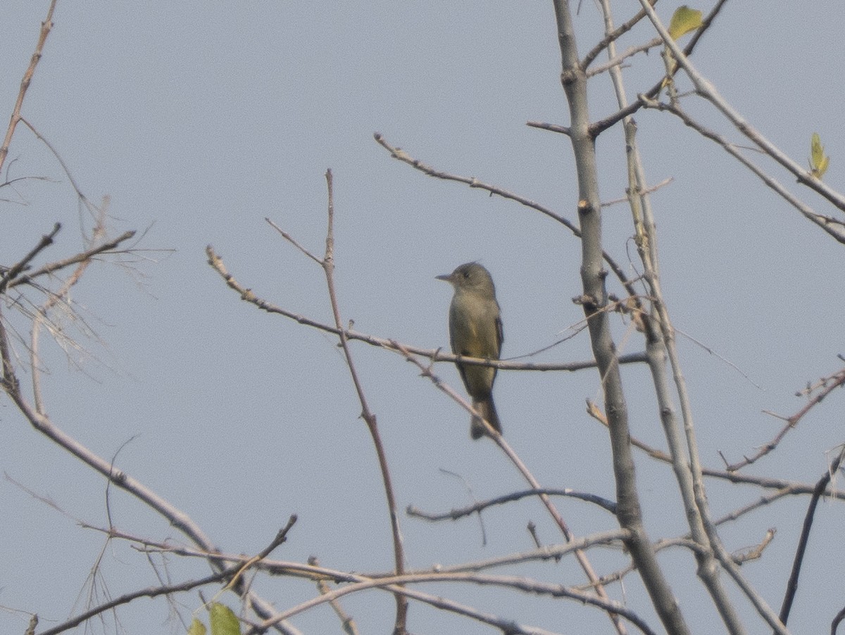 Greater Pewee - ML645927486
