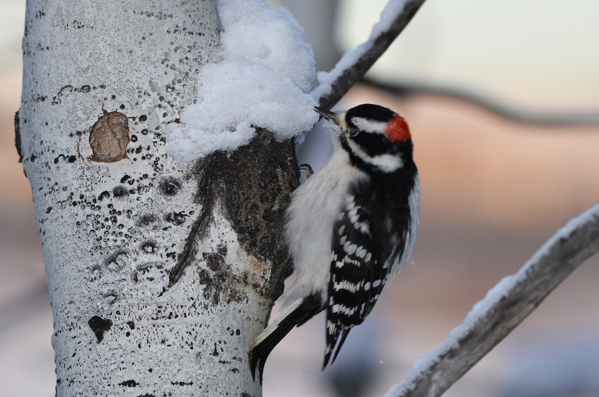 Downy Woodpecker - ML645927493
