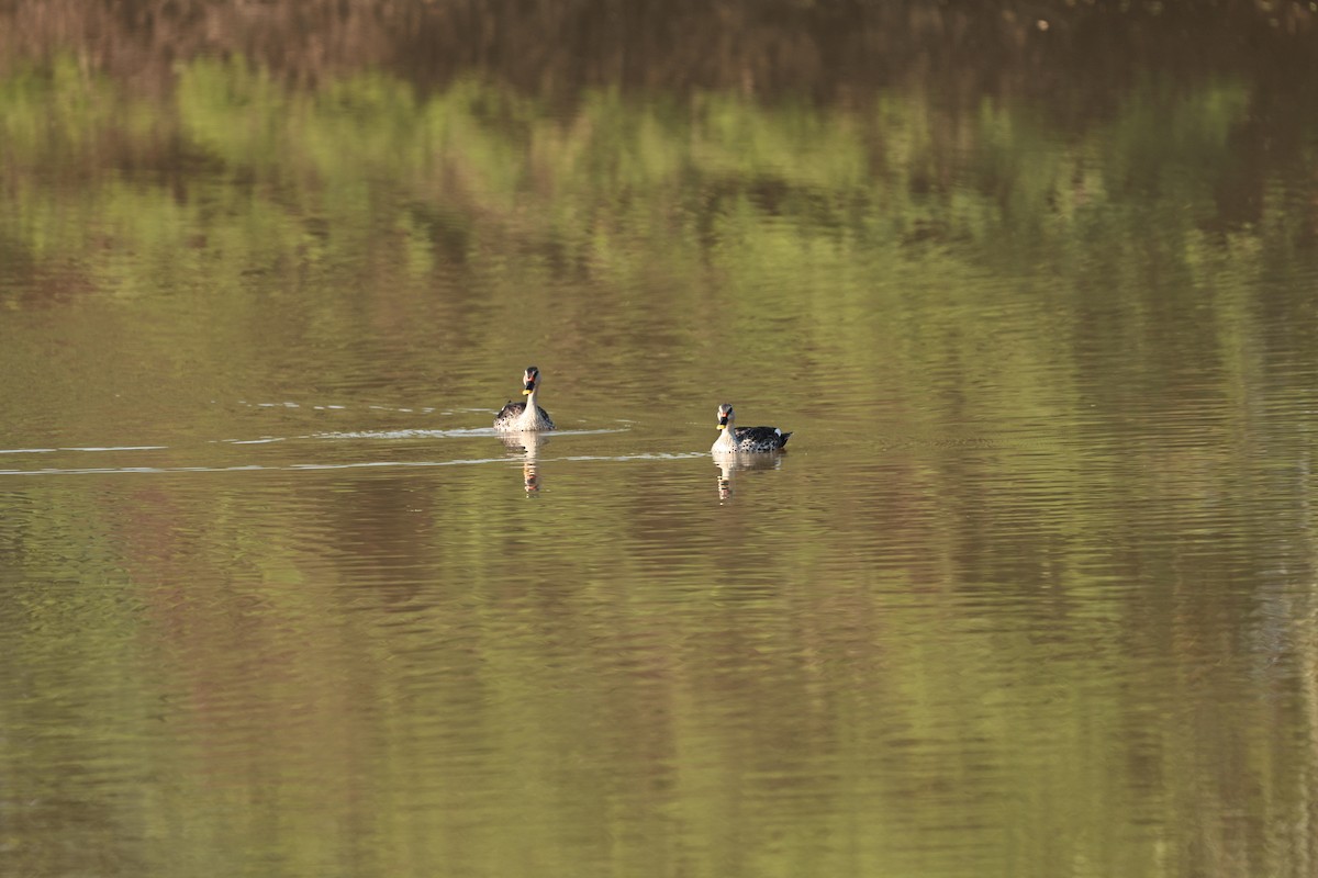 Крижень чорний - ML645927494