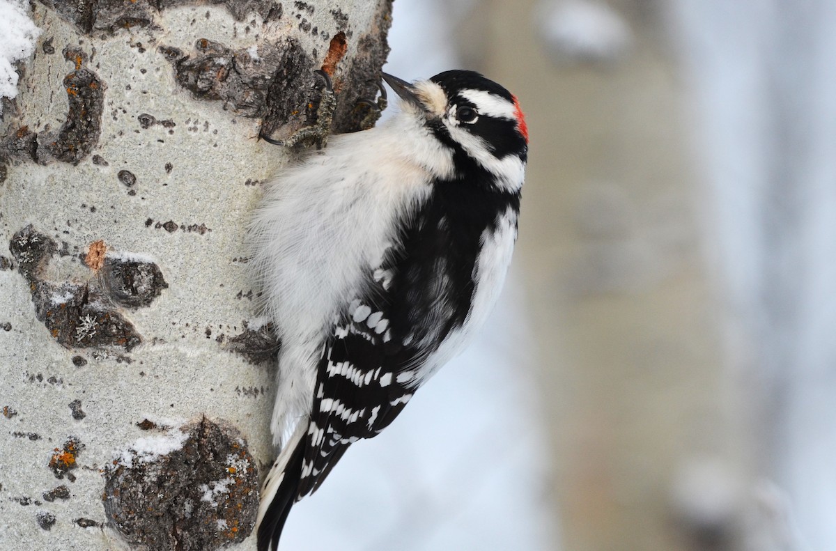 Downy Woodpecker - ML645927495