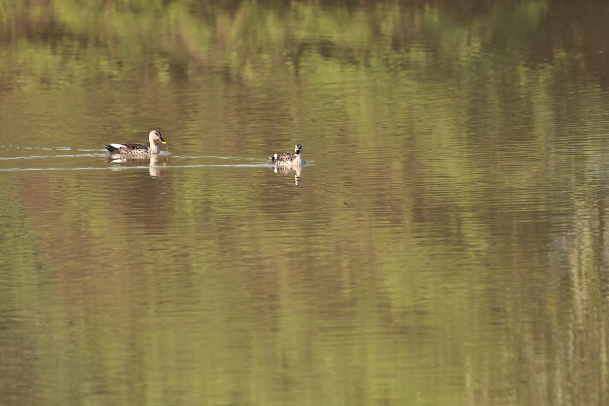 Крижень чорний - ML645927496