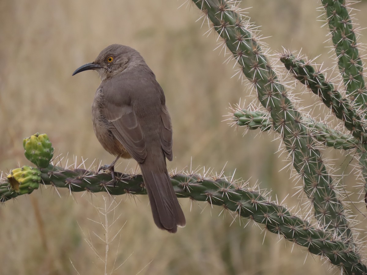 Curve-billed Thrasher - ML645927497