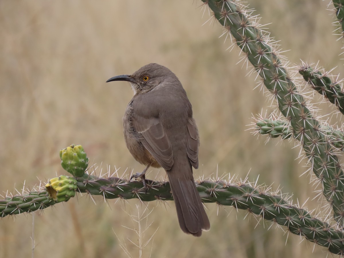 Тремблер бурий - ML645927499