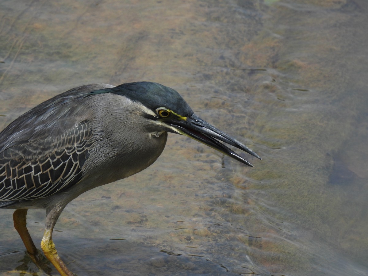 Чапля мангрова мала - ML645927500
