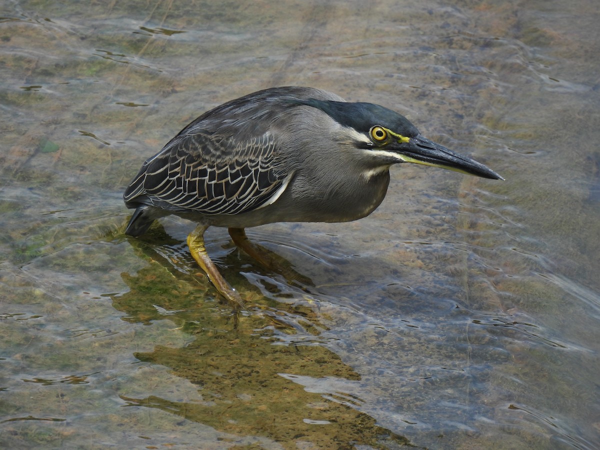Чапля мангрова мала - ML645927501