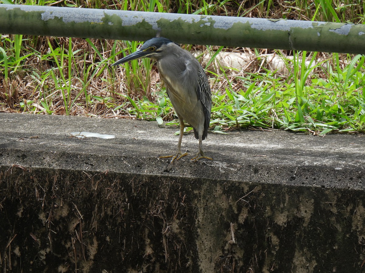 Чапля мангрова мала - ML645927502