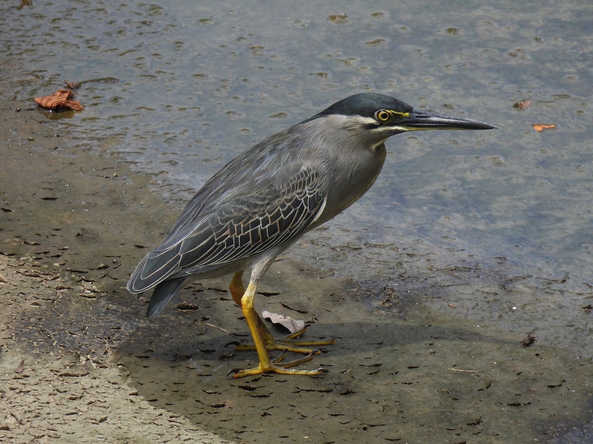 Чапля мангрова мала - ML645927503