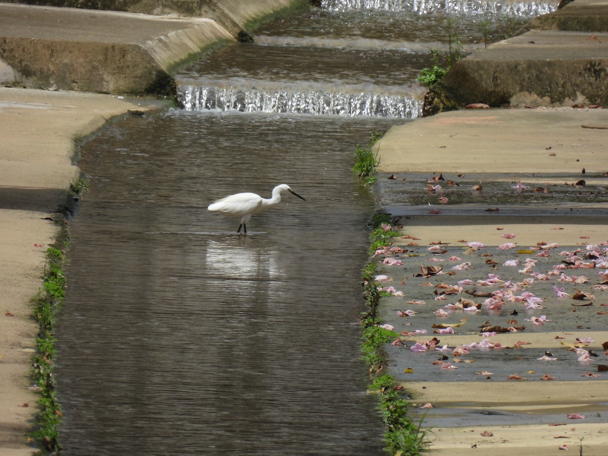 Чепура мала - ML645927504