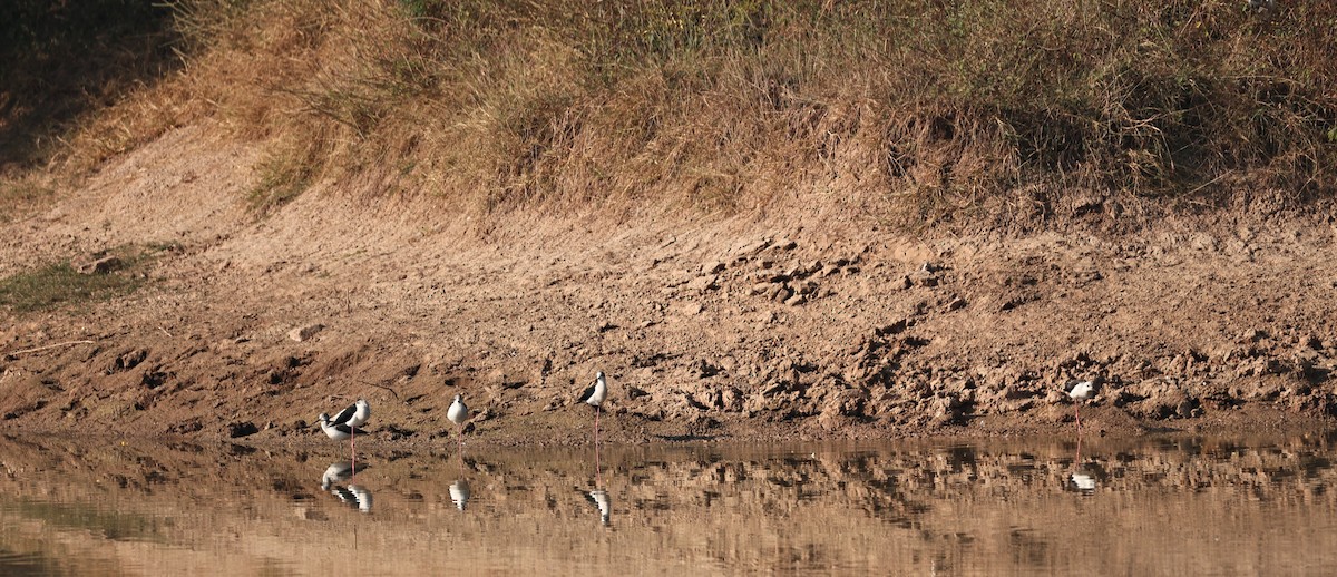 Лиска звичайна - ML645927506