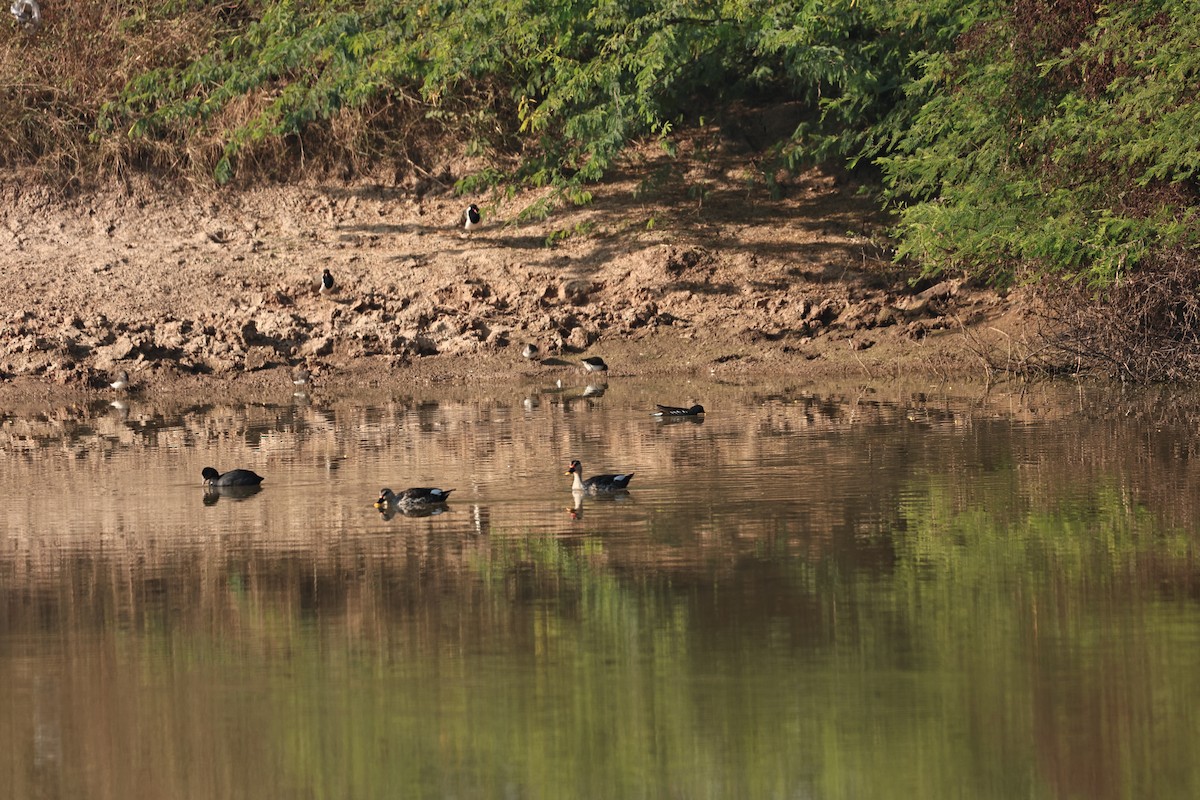 Лиска звичайна - ML645927507