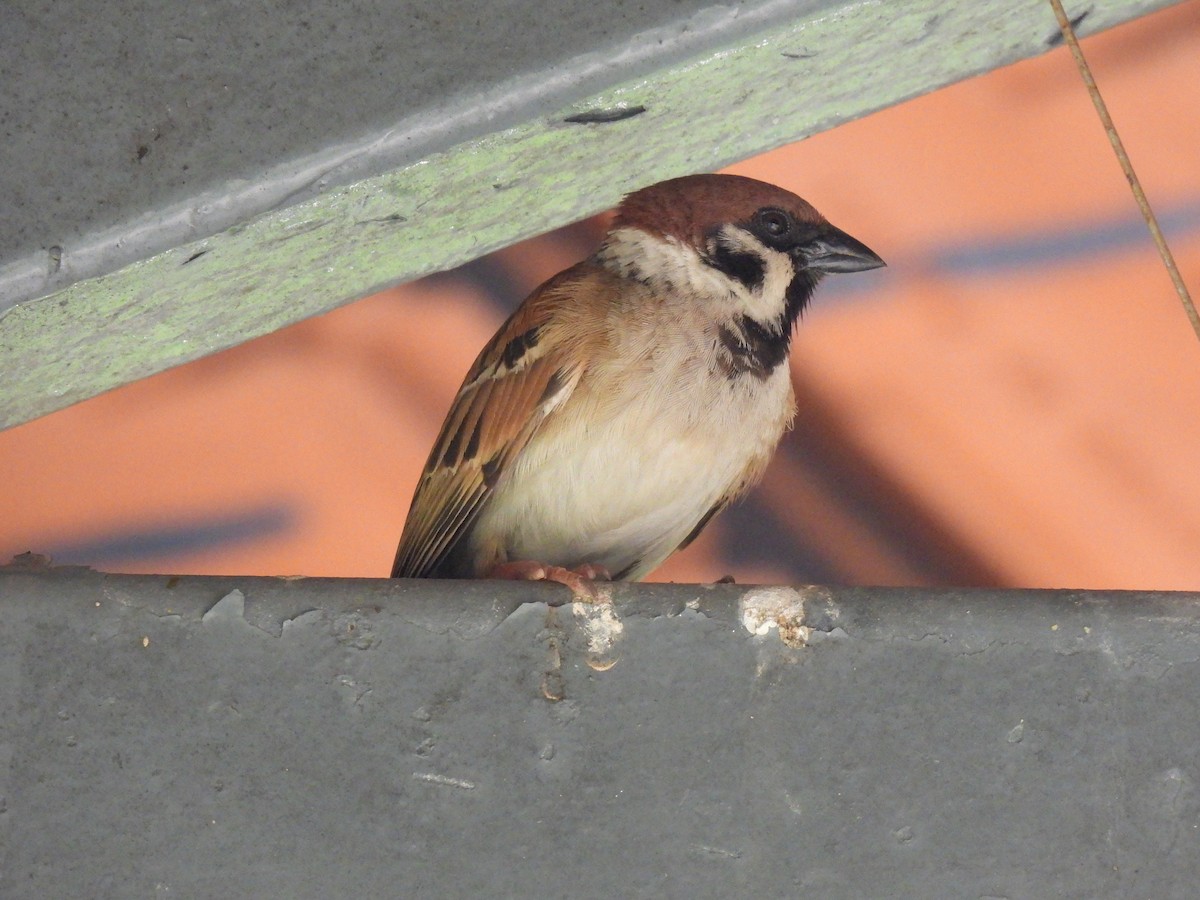 Горобець польовий - ML645927508